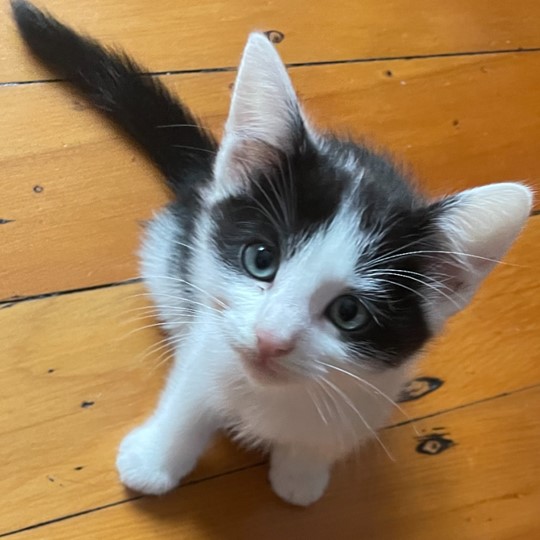 Maccas kitten lost 7 july